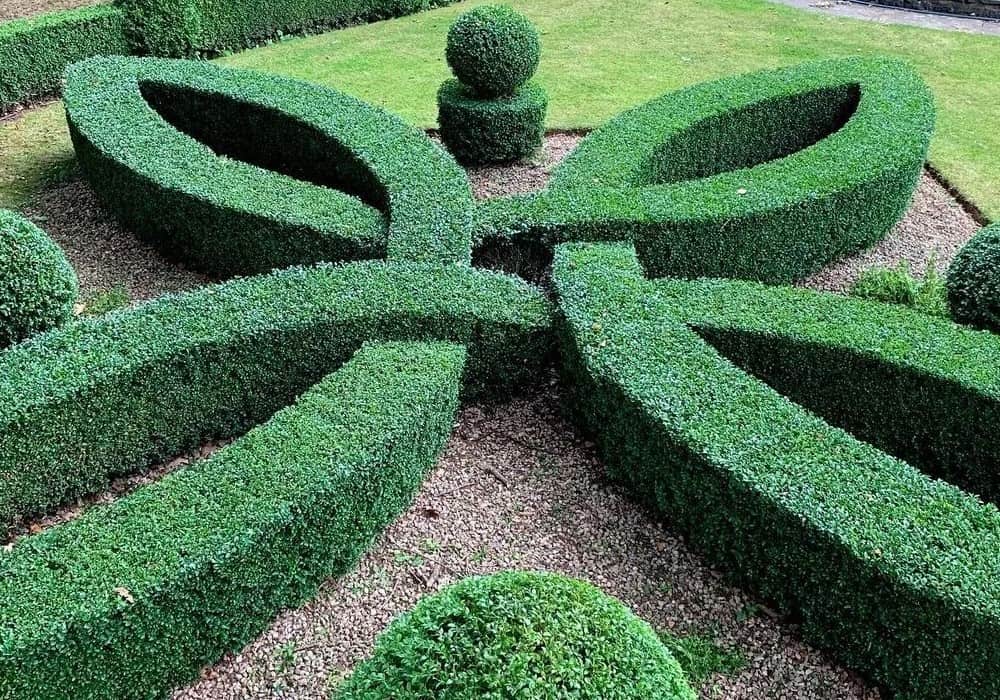 trimming shrubs to fit shapes