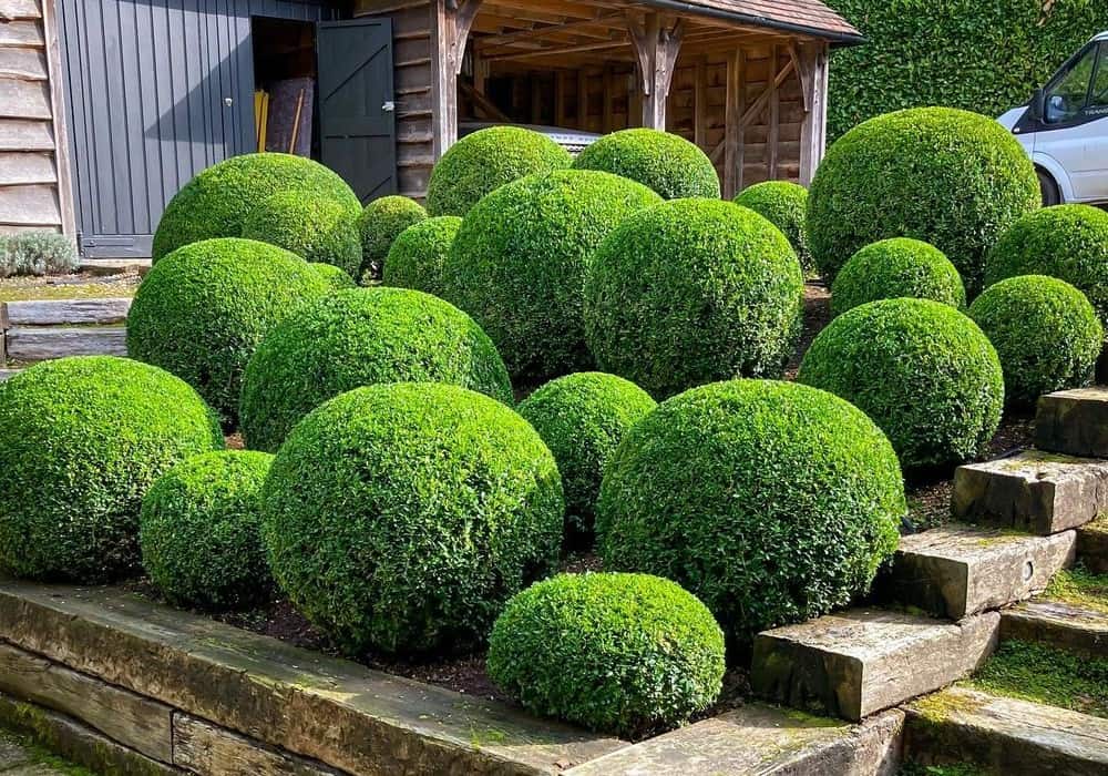 trimming bushes to fit the shapes